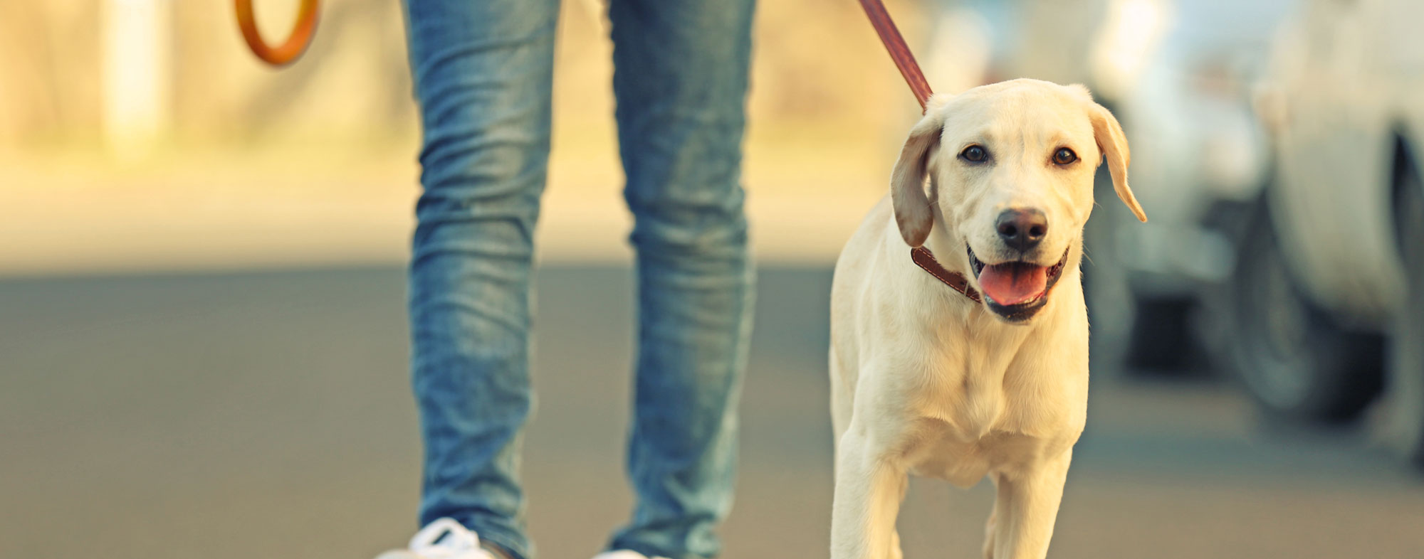 Young dog with a happy demeanor being walked outside on a leash