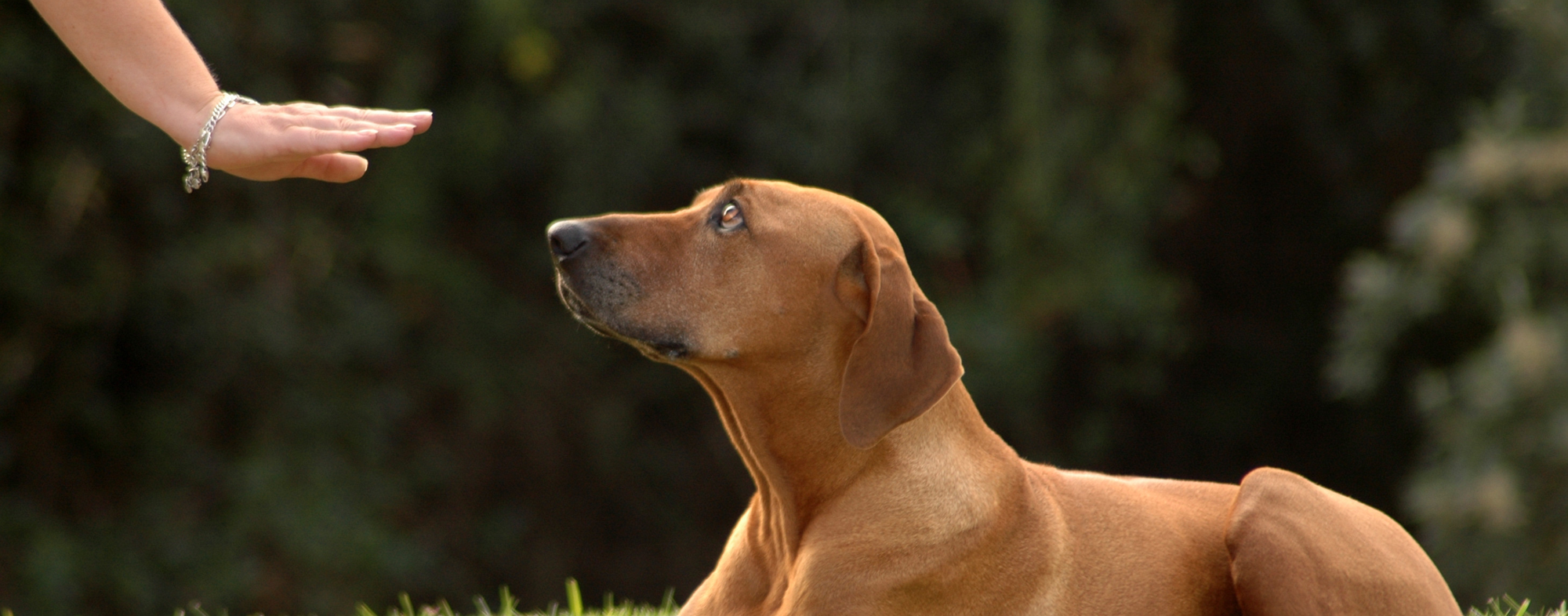 Dog Training - Disciplining and training your dog outside with hand signals