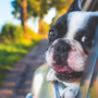 Sedatives could be the answer to your dog's car sickness