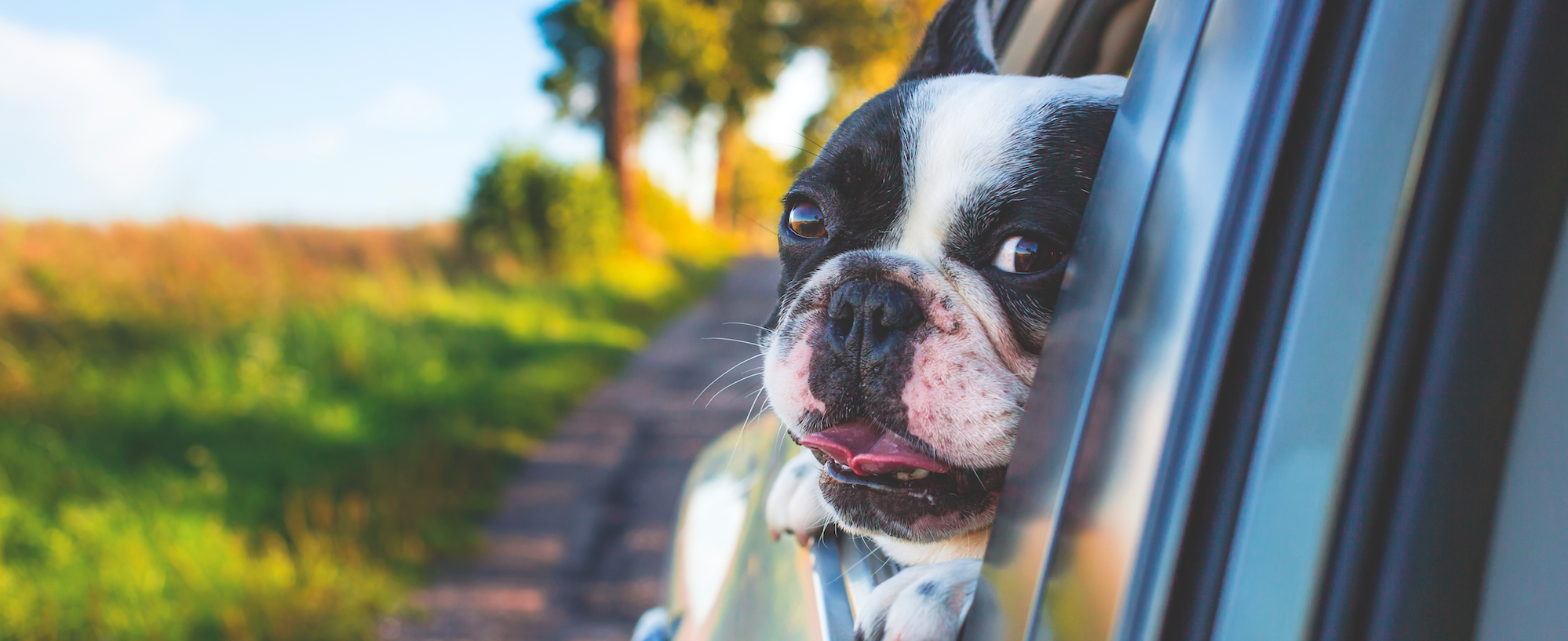 Sedatives could be the answer to your dog's car sickness