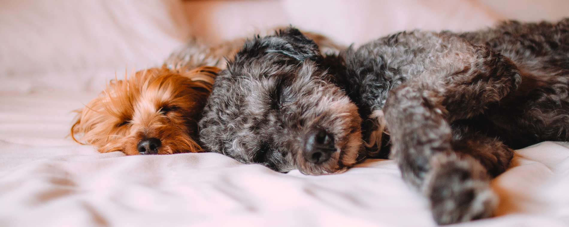 why do dogs dig in their beds why do dogs dig in their beds why do dogs prefer to sleep on the floor thefloors co why do dogs dig in their beds why do dogs dig in their beds why do dogs prefer to sleep on the floor thefloors co