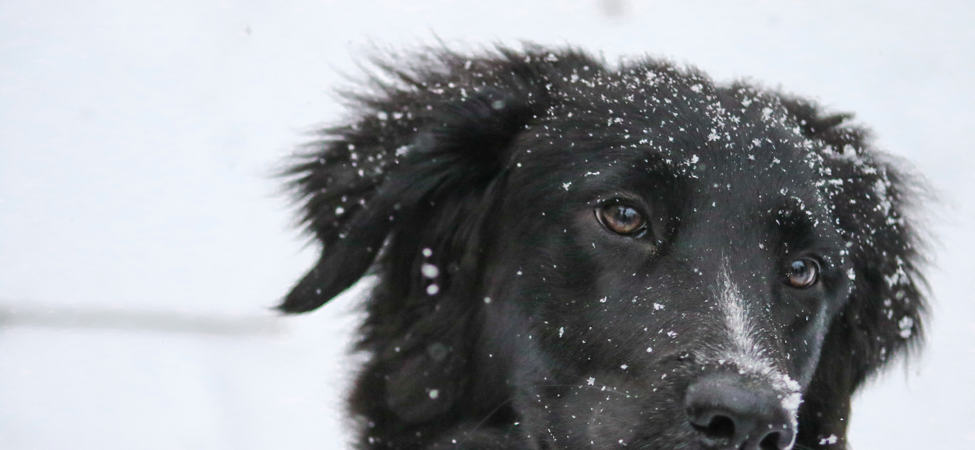 what does dandruff look like on dogs