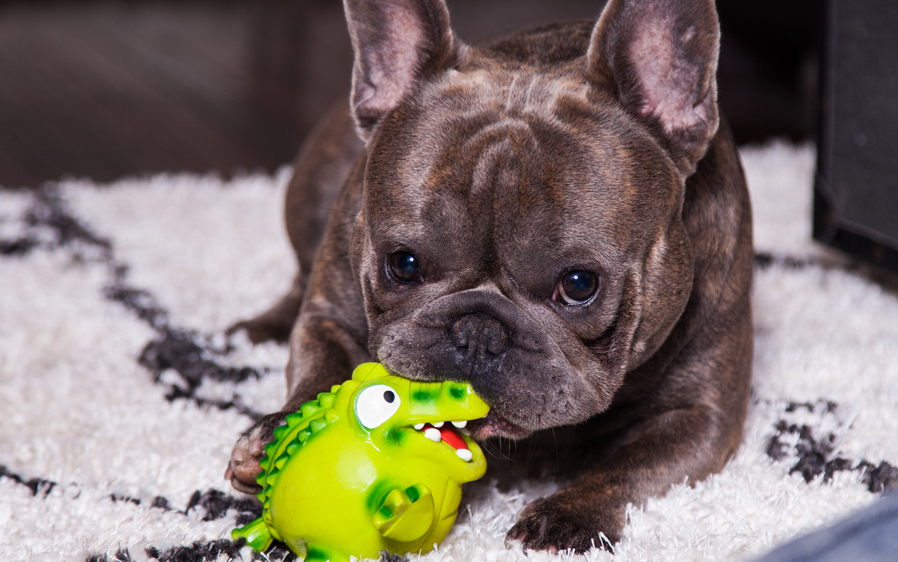 Adorable small dog playing with a Hartz zoo balloon dog toy.