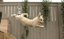 Small dog off-leash, sans collar, leaping through the air