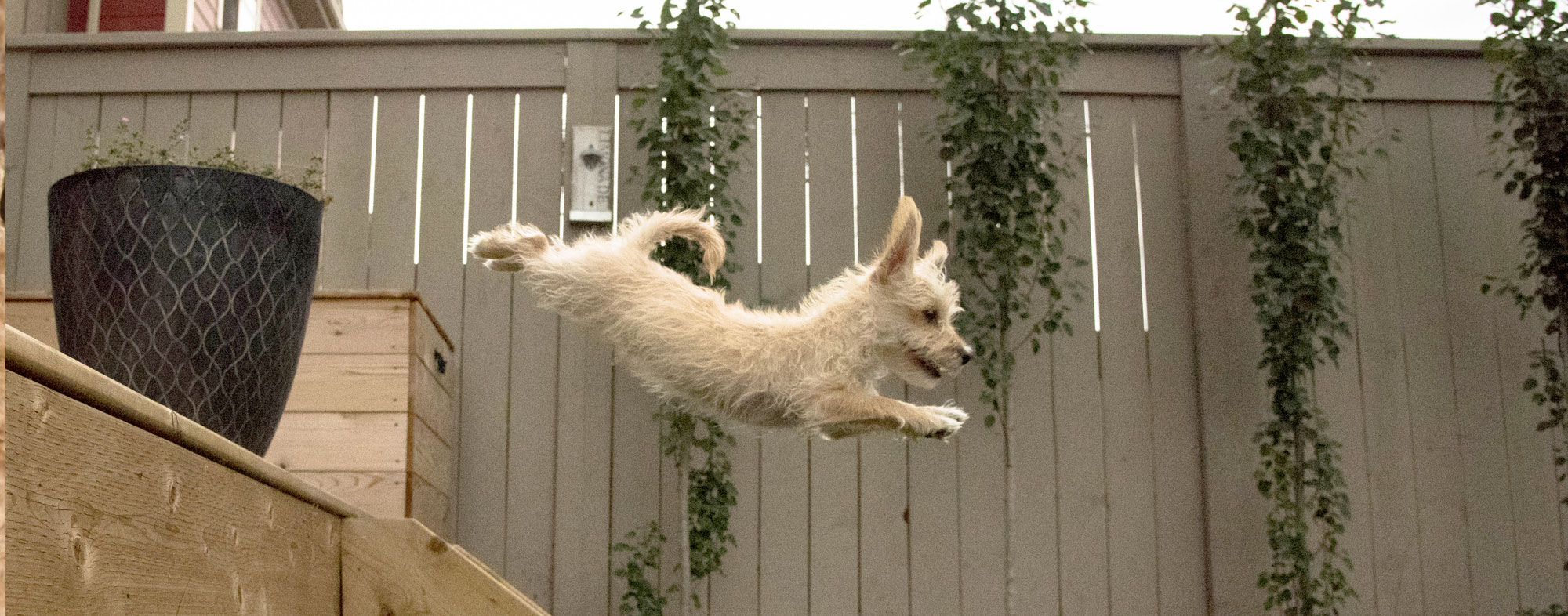 Small dog off-leash, sans collar, leaping through the air