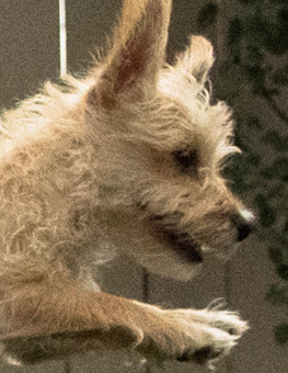 Small furry dog leaping through the air, in front of a fence