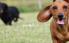 A smooth haired dachshund racing another wiener dog at the park