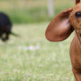 A smooth haired dachshund racing another wiener dog at the park