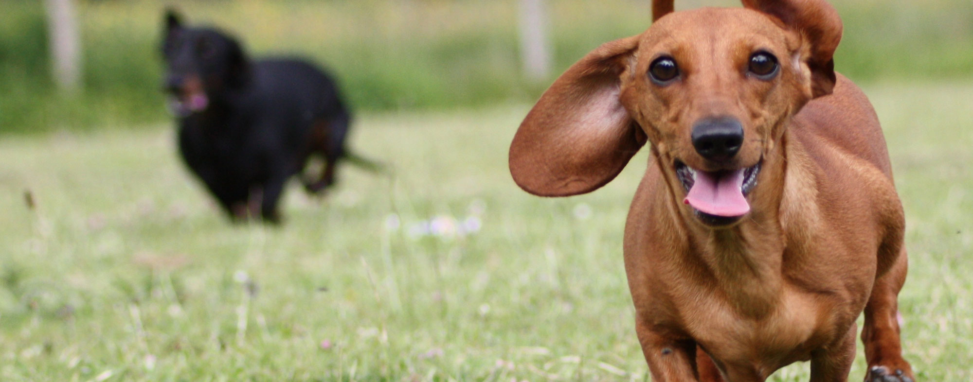 A smooth haired dachshund racing another wiener dog at the park