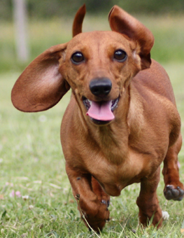 A brown wiener dog running outside at the dog park to lose weight