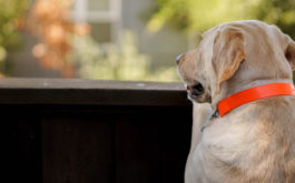 Adult dog waiting patiently for owner to return from vacation