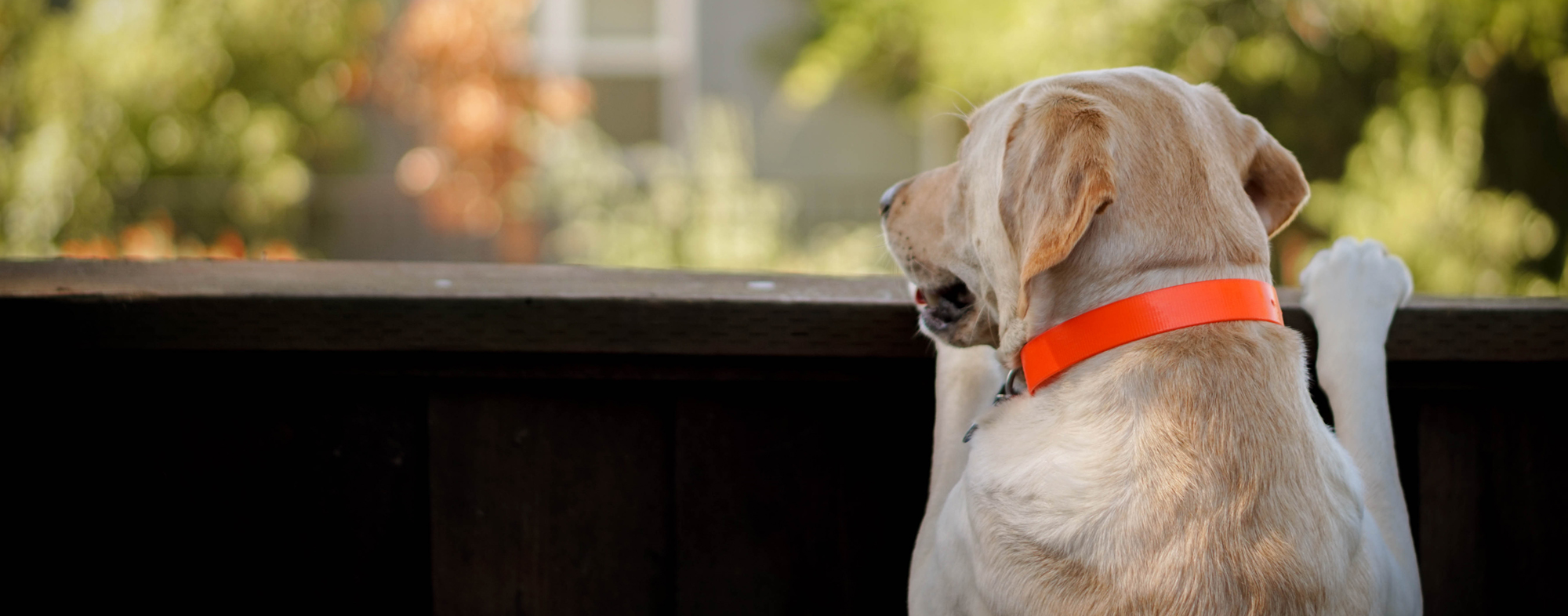 Adult dog waiting patiently for owner to return from vacation