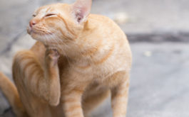 Light orange tabby scratching at an infestation of cat fleas