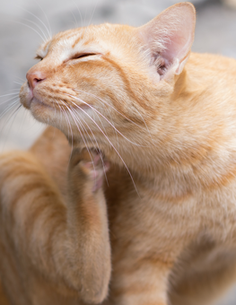 An orange cat scratching at fleas hidden underneath its chin