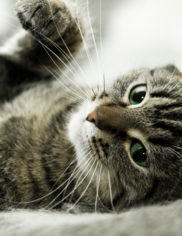 A green eyed cat playing with its paw raised, ready to swat