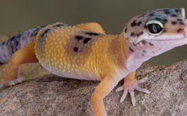 An orange and purple pet gecko emerging at night