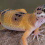 An orange and purple pet gecko emerging at night