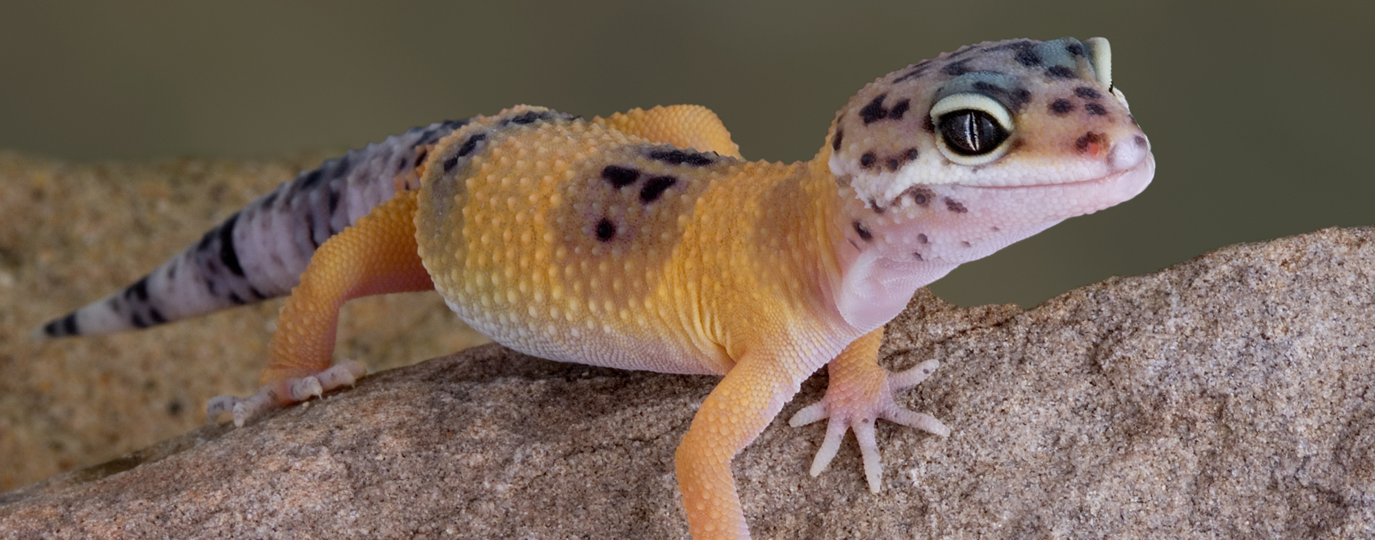 Geckos As Pets Hartz,Espresso And Coffee Maker Combination