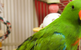 A vibrantly green pet parrot, gazing from inside its cage