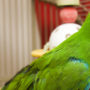 A vibrantly green pet parrot, gazing from inside its cage