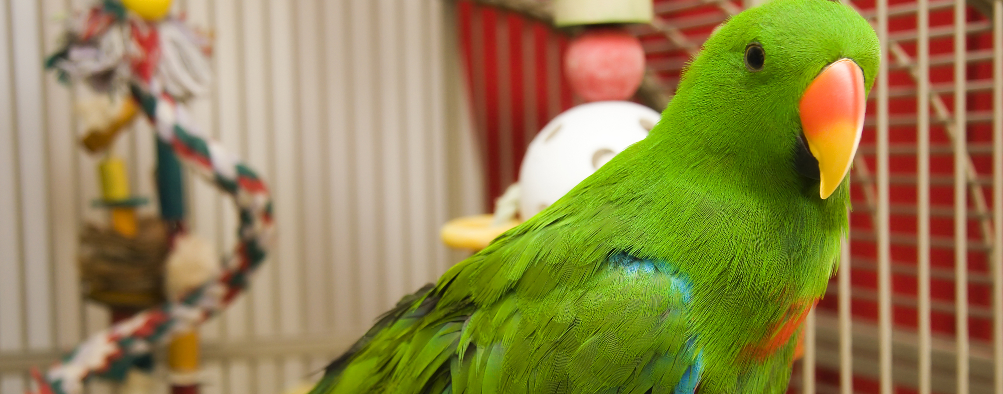 A vibrantly green pet parrot, gazing from inside its cage