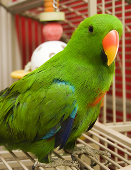 Green pet parrot with a candy corn beak, perched inside cage