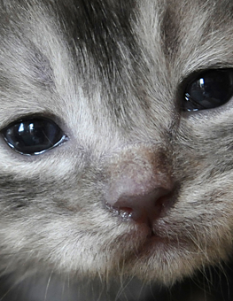 Newborn kitten that needs help emptying their bladder
