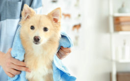 Dog being groomed and dried with a blue towel by owner