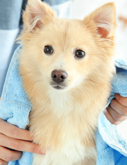 Radiant tan dog being dried and groomed after a shampooing