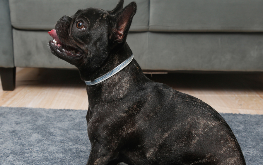 Dog wearing a Hartz UltraGuard reflecting flea & tick collar.