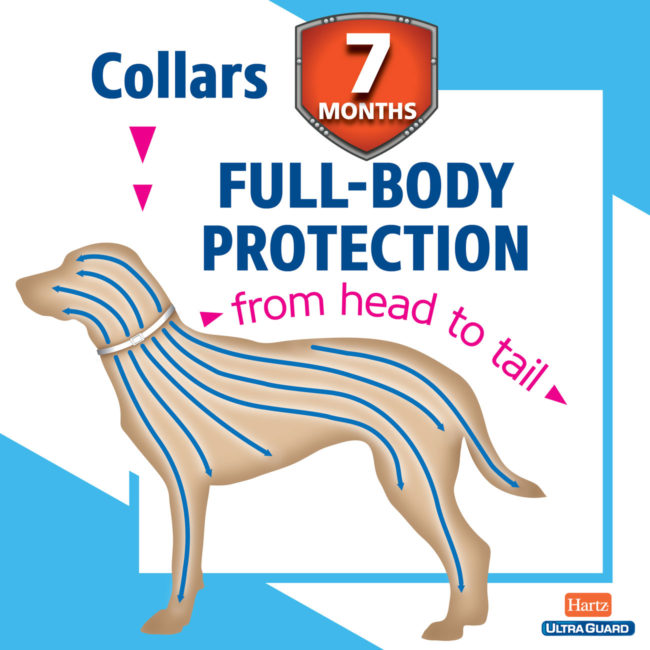 7 months of full body flea and tick protection. Learn more about dogs and fleas.