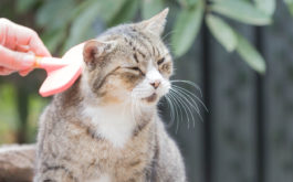 Grooming your cat with a brush will help detangle mats of hair