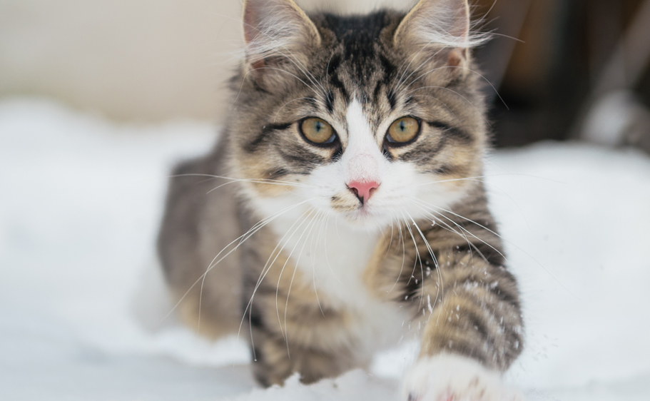 Cats need exercise during the winter months