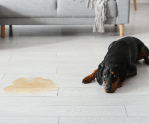 How to stop your dog from peeing in the house.