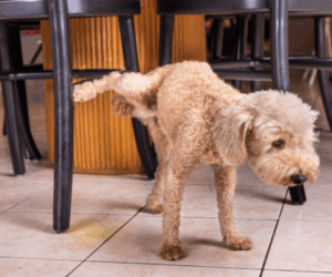 A dog pees on a stool in a dining area.