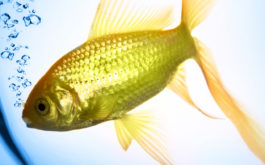 Your pet fish requires an aquarium with safe and tested water