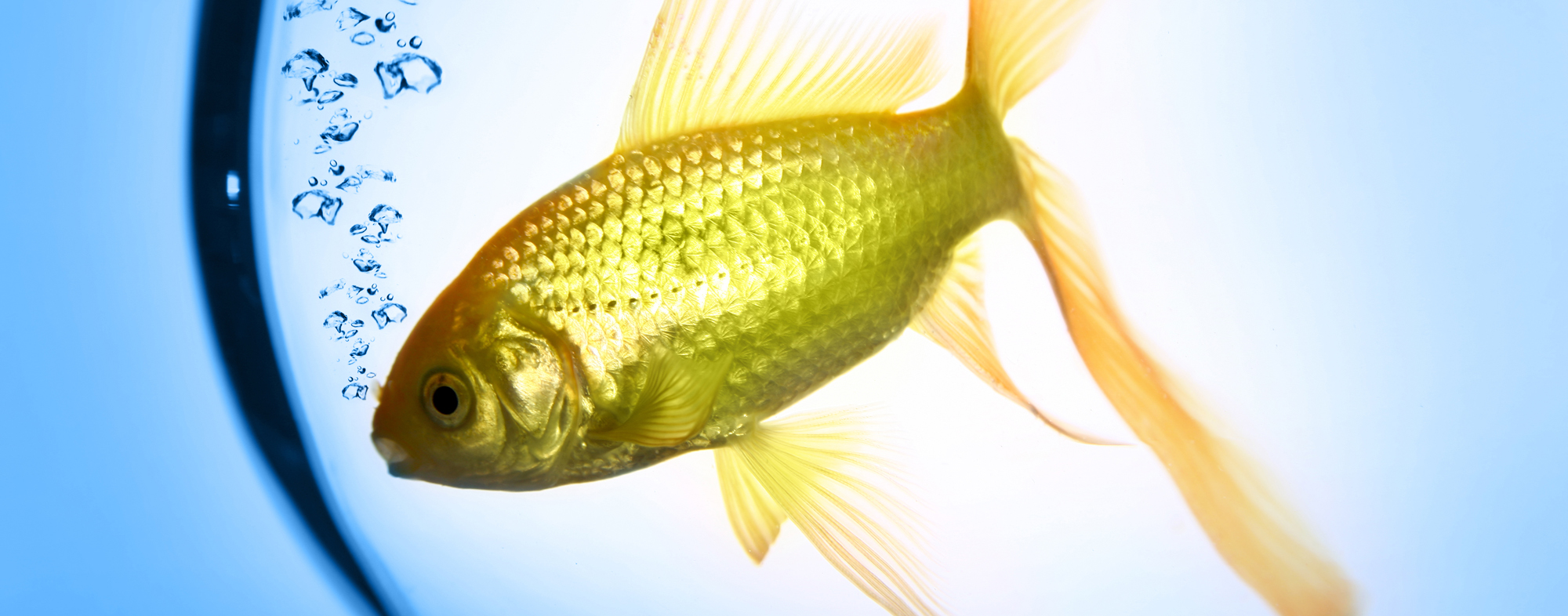 Your pet fish requires an aquarium with safe and tested water