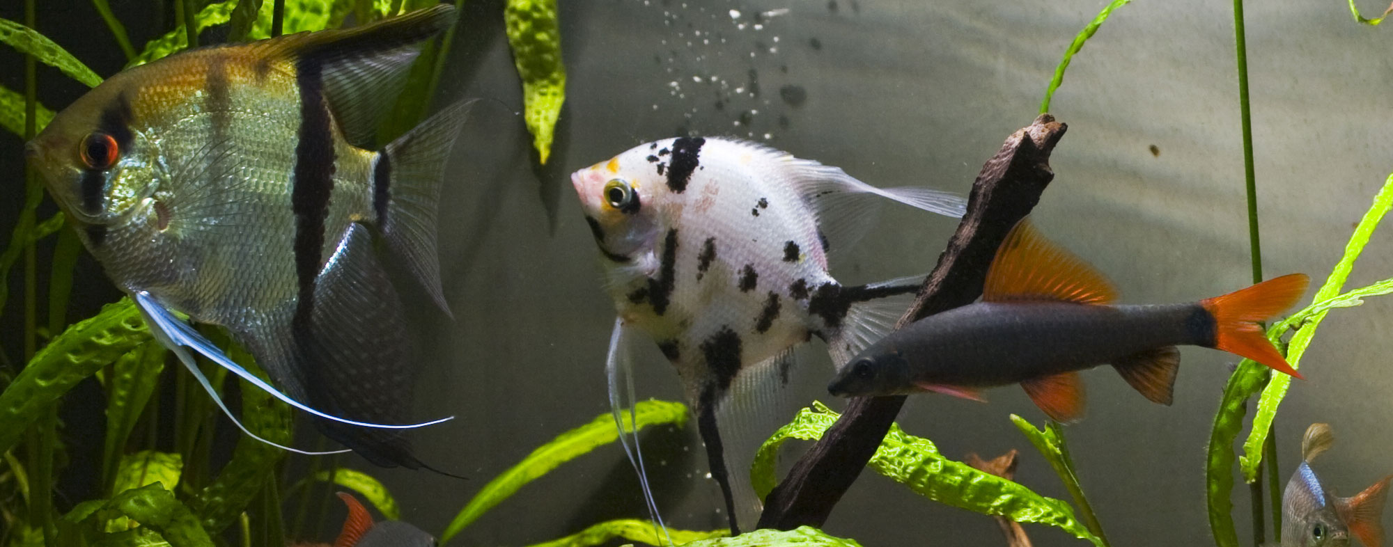 How to Introduce New Fish into Your Aquarium Tank | Hartz