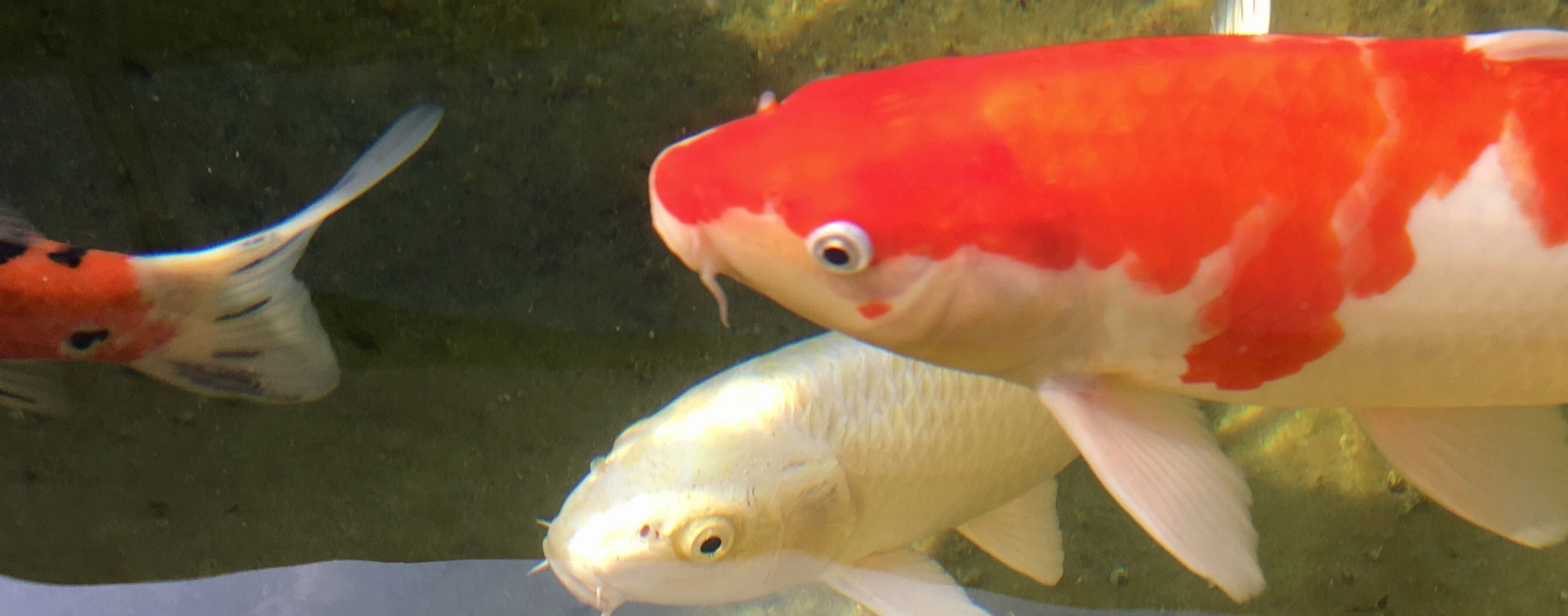 A pair of pet fish who may be vulnerable to outdoor predators