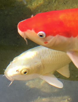 An outdoor pond containing two pet fish vulnerable to predators