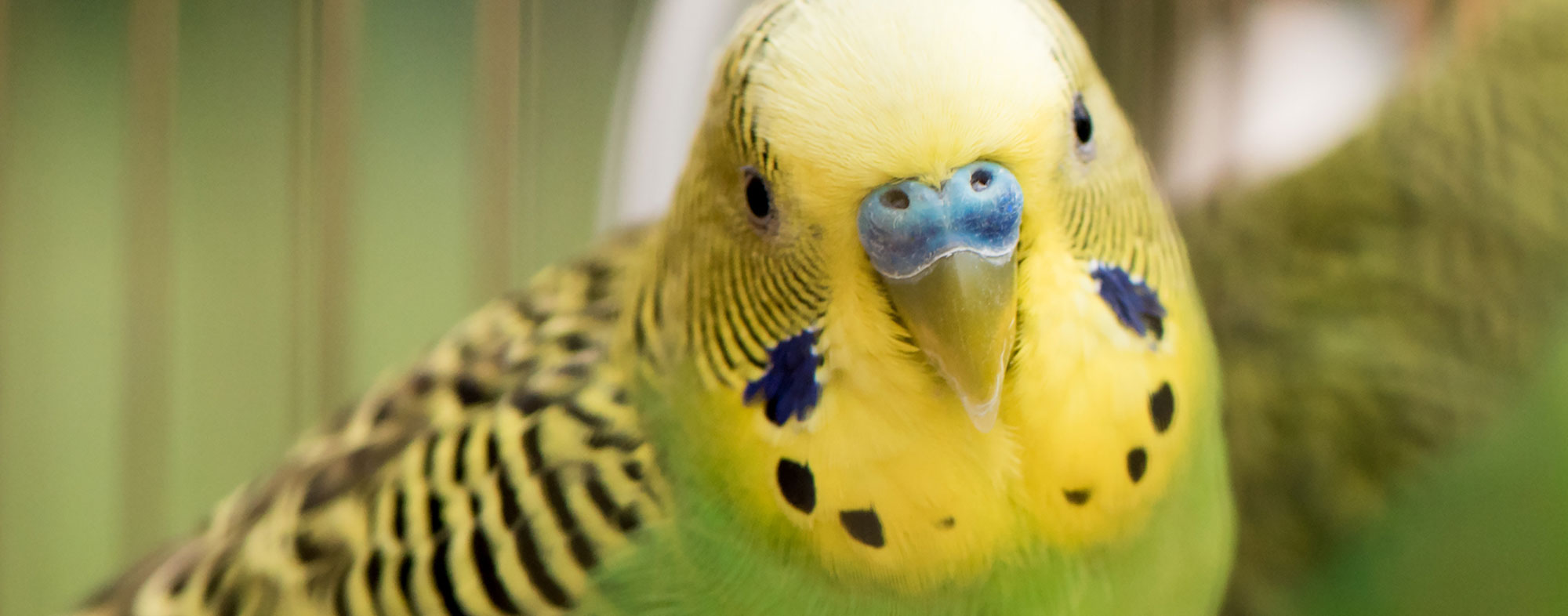 A pet bird with yellow and green plummage enduring the winter