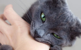 Cat biting hand. Learn about the difference between cat biting and cat play biting.