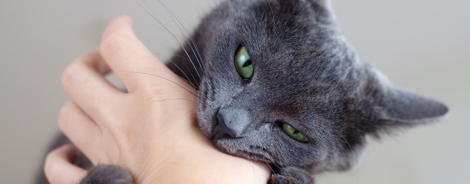 Cat biting hand. Learn about the difference between cat biting and cat play biting.