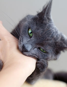 Cat biting owners hand. Learn how to deal with a biting cat and stop a cat from biting.