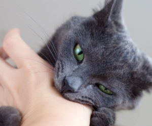 Cat biting hand. Why does cat biting occur?