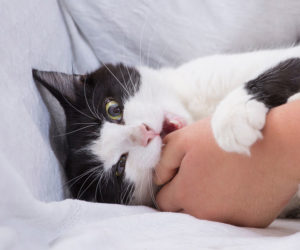 Cat Biting - Why does my cat bite me? - Cat love bites. Cat playfully biting woman's thumb.