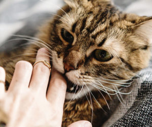 Why does my cat bite me? - Young cat biting woman's ring finger playfully.