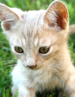Although microscopic, mites may be inside this kitten's ears
