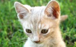 If you medicate your kitten, you can cure their ear mite infection
