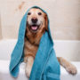 Dog in the bath with a towel. Hartz UltraGuard Pro flea and tick shampoo for dogs kills fleas and ticks.